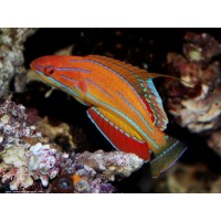 Paracheilinus Carpenteri